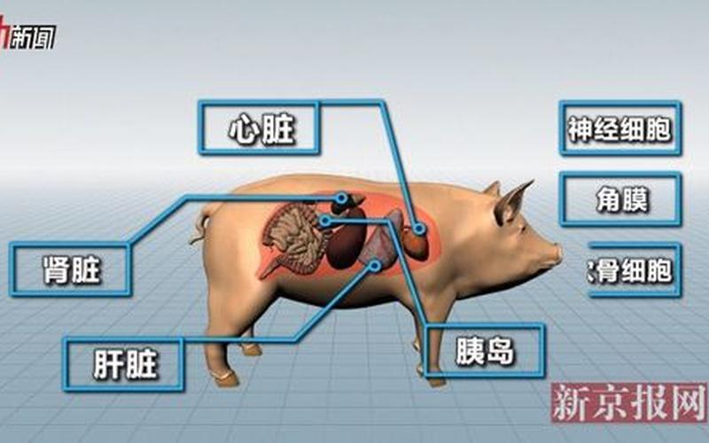 猪器官移植人体，基因编辑公司启函生物转向细胞疗法