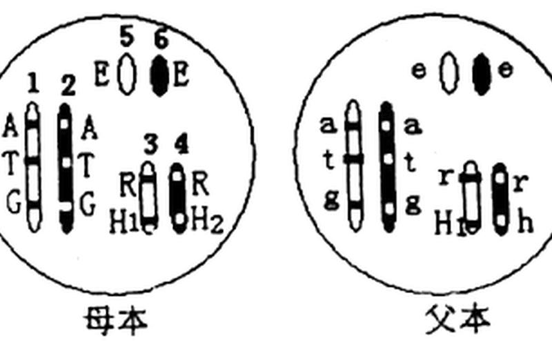 生物进化速度超乎想象，4个月时间果蝇60%基因发生变化