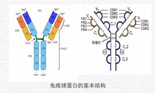 以IgG为例,画图简述免疫球蛋白的结构及功能区