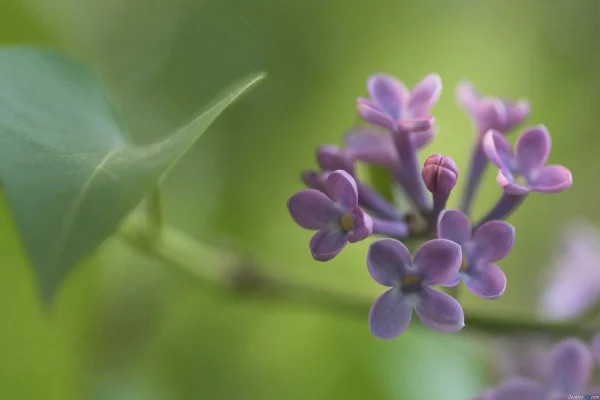 丁香花的越冬方法讲了什么