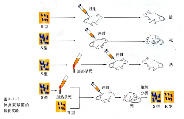 肺炎双球菌的转化实验的其他信息